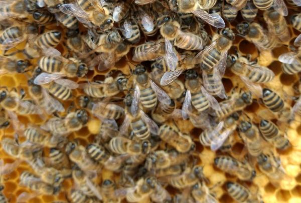 Bienenwabe mit Bienen